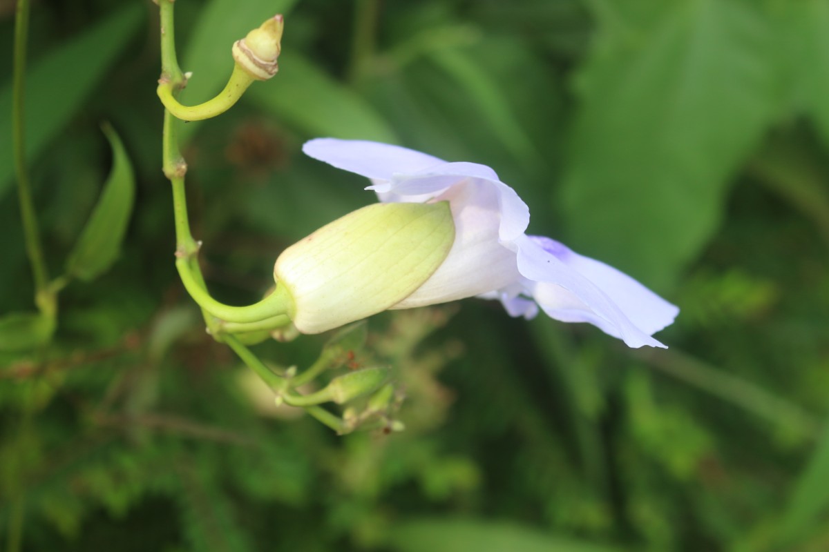 Thunbergia grandiflora (Roxb. ex Rottler) Roxb.